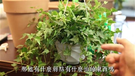 常春藤植物照顧|【家庭园艺】“常春藤”养护指南